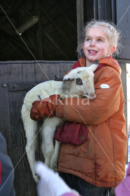 Schaap (Ovis domesticus)