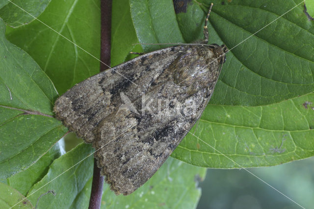 Schijn-piramidevlinder (Amphipyra berbera)