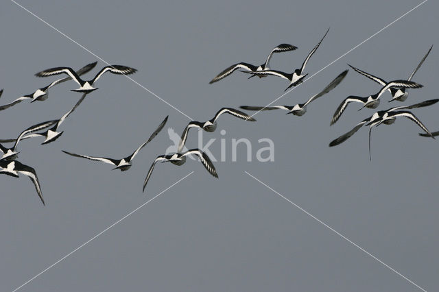 Scholekster (Haematopus ostralegus)