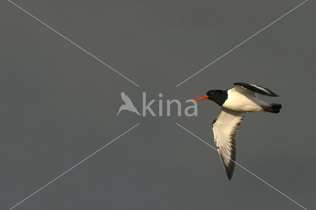 Scholekster (Haematopus ostralegus)