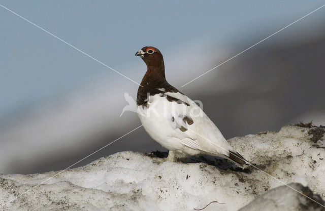 Schots Sneeuwhoen (Lagopus lagopus scoticus)