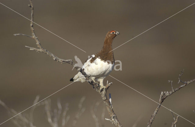 Schots Sneeuwhoen (Lagopus lagopus scoticus)