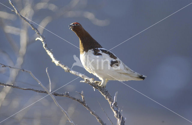 Schots Sneeuwhoen (Lagopus lagopus scoticus)