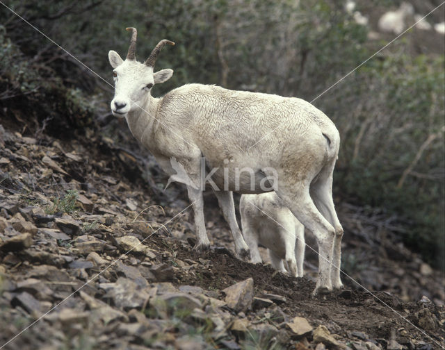 Sneeuwschaap (Ovis dalli)