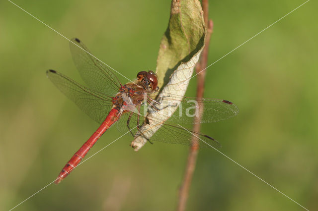 Steenrode heidelibel (Sympetrum vulgatum)