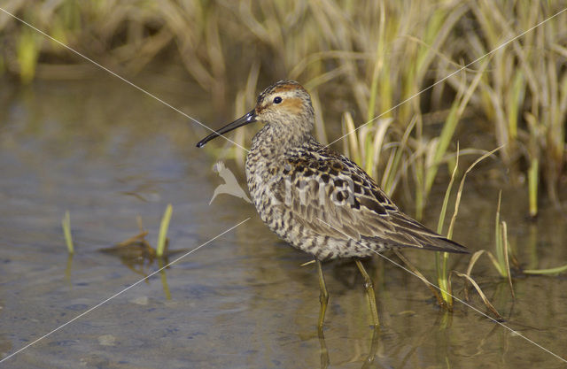 Steltstrandloper (Micropalama himantopus)