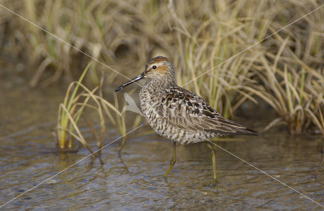 Steltstrandloper (Micropalama himantopus)