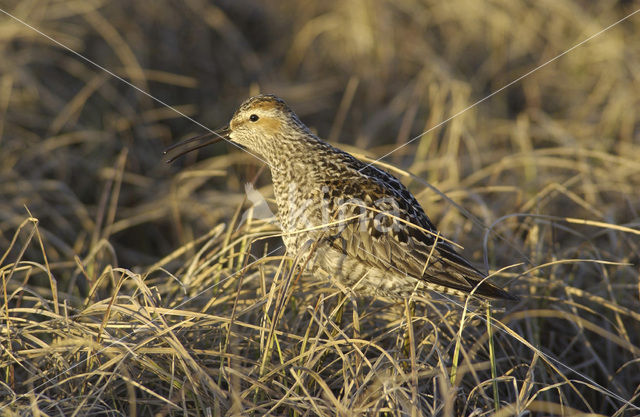 Steltstrandloper (Micropalama himantopus)