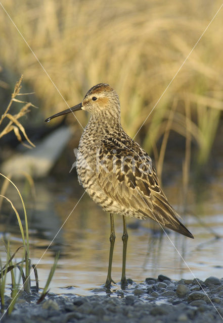 Steltstrandloper (Micropalama himantopus)