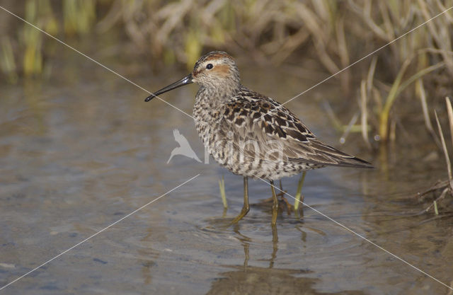 Steltstrandloper (Micropalama himantopus)