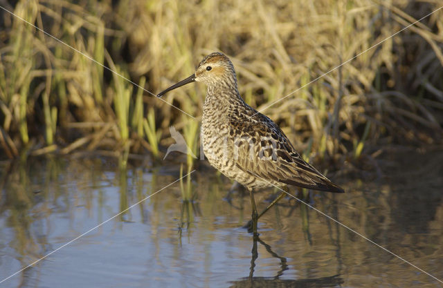 Steltstrandloper (Micropalama himantopus)