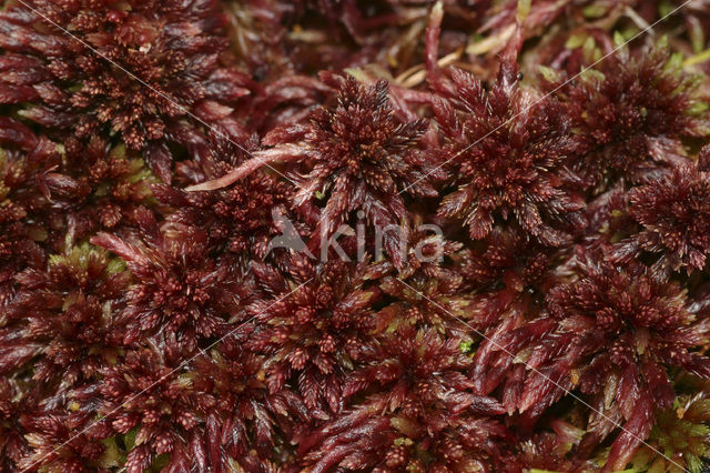 Stijf veenmos (Sphagnum capillifolium)