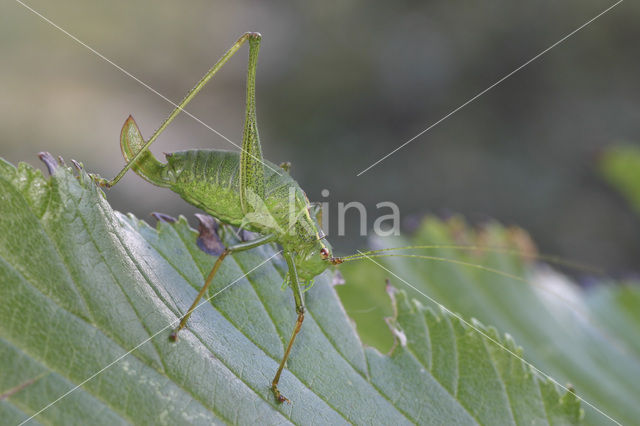 Struiksprinkhaan (Leptophyes punctatissima)