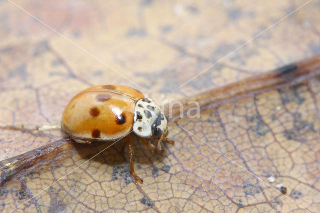 10 spot Ladybird