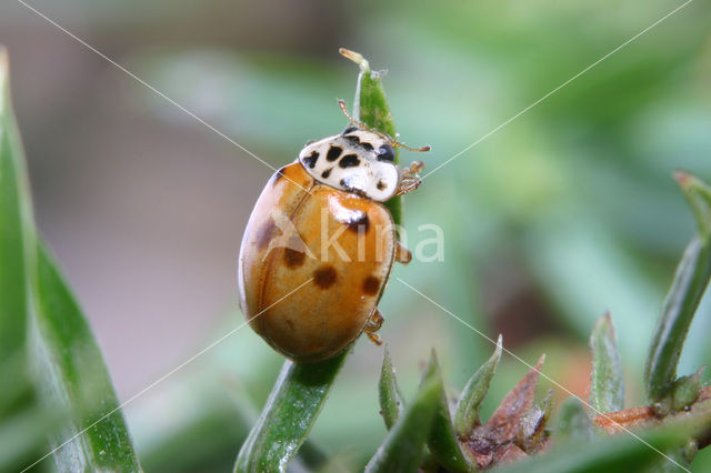 Tienstippelig lieveheersbeestje (Adalia decempunctata)