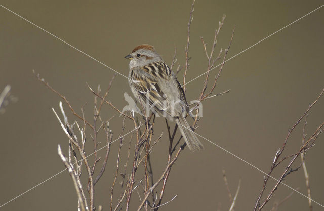 Toendragors (Spizella arborea)