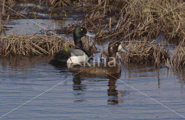 Greater Scaup (Aythya marila)