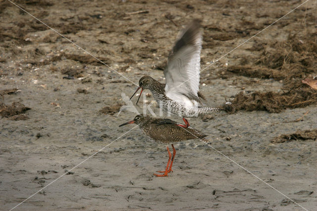 Tureluur (Tringa totanus)