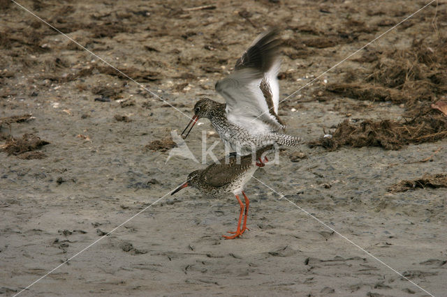 Common Redshank (Tringa totanus)