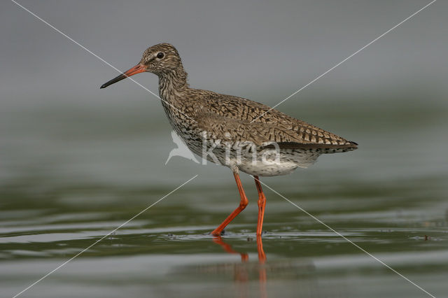 Common Redshank (Tringa totanus)