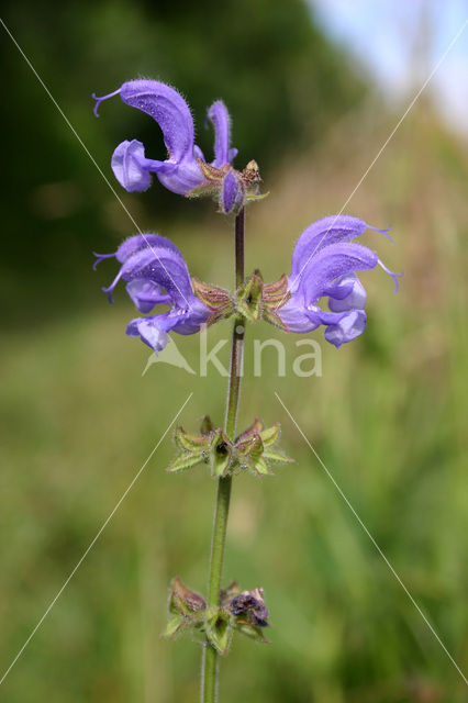 Veldsalie (Salvia pratensis)