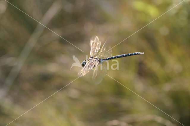 Venglazenmaker (Aeshna juncea)