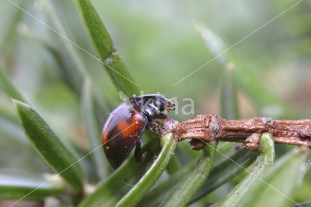 Viervleklieveheersbeestje (Exochomus quadripustulatus)