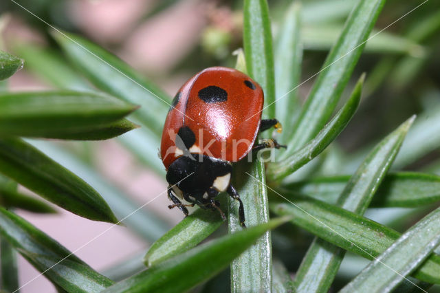 Vijfstippelig lieveheersbeestje (Coccinella quinquepunctata