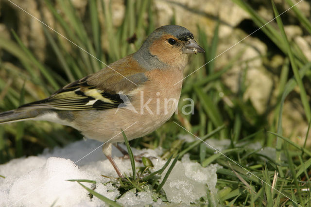 Vink (Fringilla coelebs)