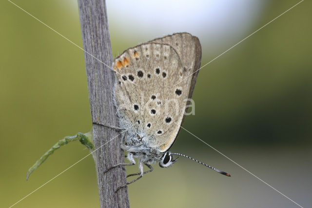 Violette vuurvlinder (Lycaena alciphron)