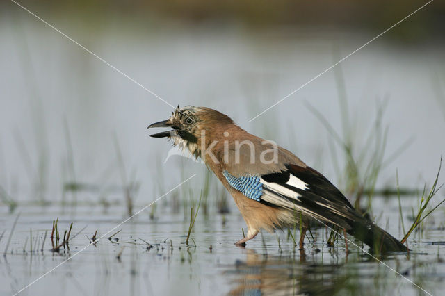 Vlaamse Gaai (Garrulus glandarius)