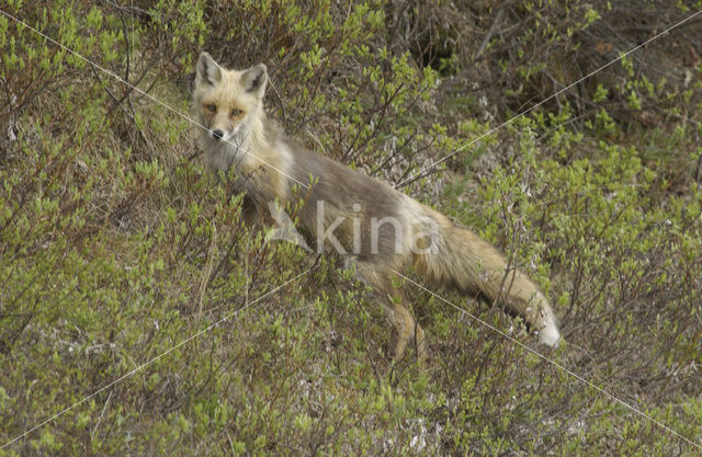 Vos (Vulpes vulpes)