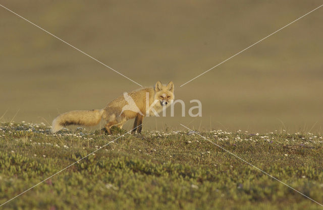 Vos (Vulpes vulpes)