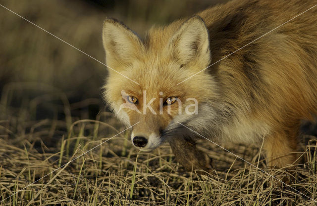 Vos (Vulpes vulpes)