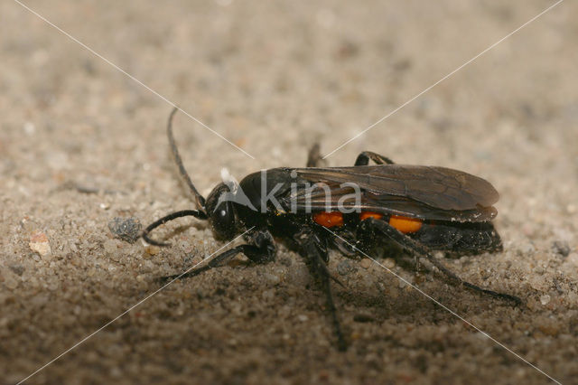 Vuurspinnendoder (Eoferreola rhombica)