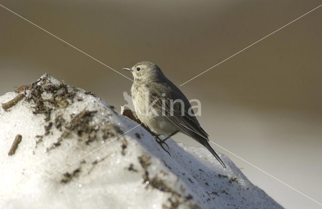 Waterpieper (Anthus spinoletta spinoletta)