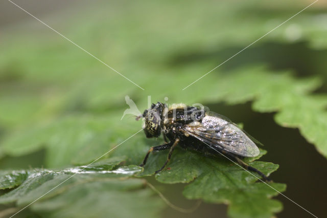 Weidevlekoog (Eristalinus sepulchralis)