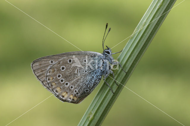 Wikkeblauwtje (Polyommatus amandus)