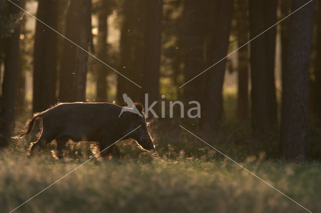 Wild zwijn