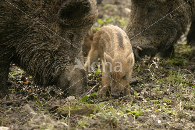 Wild zwijn