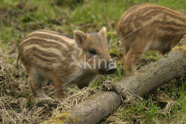 Wild zwijn