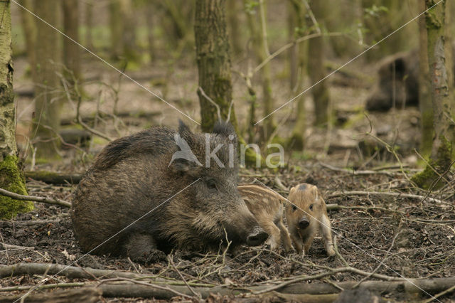 Wild zwijn