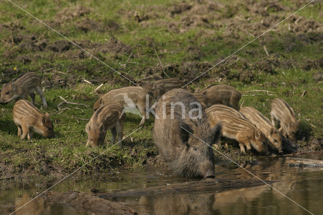 Wild zwijn