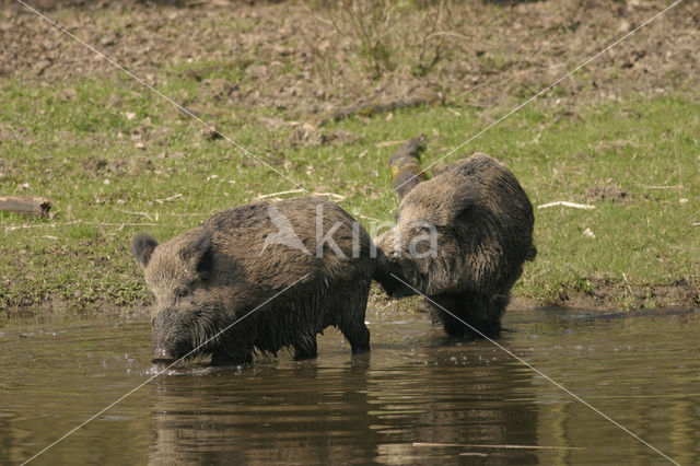 Wild zwijn