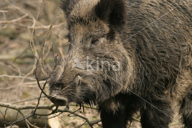 Wild zwijn