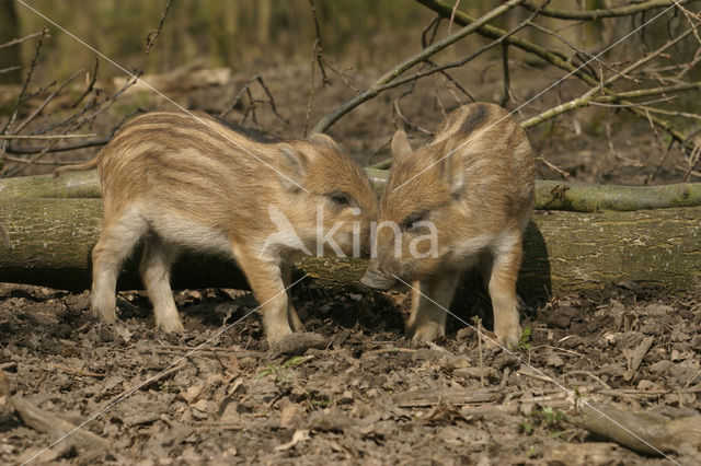 Wild zwijn