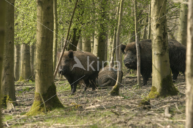 Wild zwijn