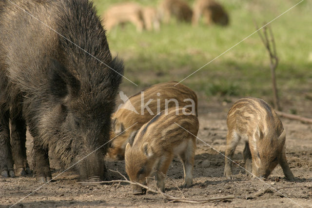 Wild zwijn