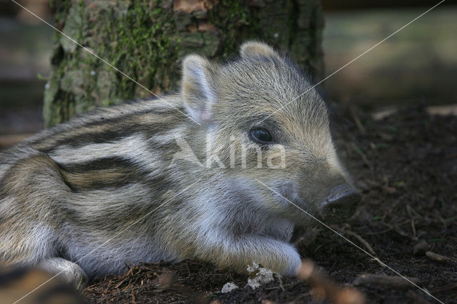 Wild zwijn