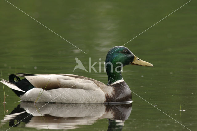 Wilde Eend (Anas platyrhynchos)